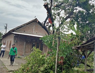 pemotongan pohon bulugede