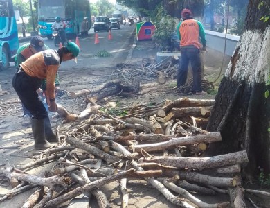 pangkas pohon
