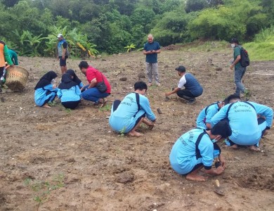 penanaman kaliwungu